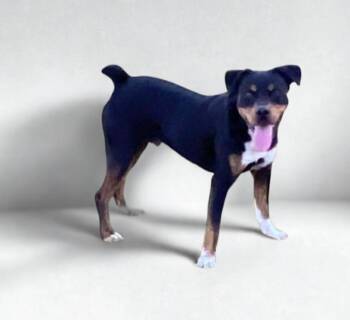 Rescue Rottweiler Dogs for Adoption in Thibodaux, Louisiana - Scotch | PetCurious