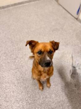 Rescue Mixed Breed Dogs for Adoption in Knoxville, Tennessee - Oscar | PetCurious