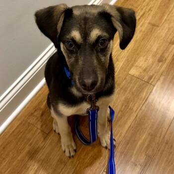 Shepherd Dogs Available for Adoption - Lafayette (Larry) | PetCurious