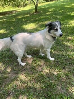 Rescue Australian Shepherd and Great Pyrenees Dogs for Adoption in Judsonia, Arkansas - Millie | PetCurious