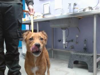 DAPHNE -  Labrador Retriever and Pit Bull Terrier Dog for Adoption in Albuquerque, New Mexico - DAPHNE | PetCurious