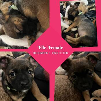 Rat Terrier and Chihuahua Dogs Available for Adoption - SPONSOR OR FOSTER ME - Elle | PetCurious