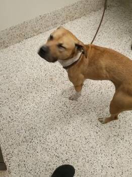 Mizzy -  Mixed Breed Dog for Adoption in Atlanta, Georgia - Mizzy | PetCurious