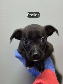 Praline (AL) -  Boston Terrier and Chihuahua Dog for Adoption in New York, New York - Praline (AL) | PetCurious