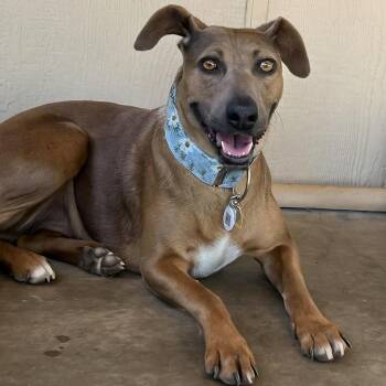 Grable -  Pit Bull Terrier Dog for Adoption in Ramona, California - Grable | PetCurious