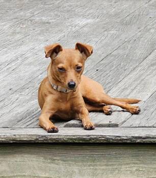 PIPSQUEAK -  Miniature Pinscher and Chihuahua Dog for Adoption in Jackson Township, New Jersey - PIPSQUEAK | PetCurious