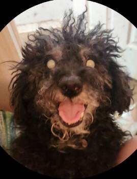 Miniature Poodle Dogs Available for Adoption - Gucci | PetCurious
