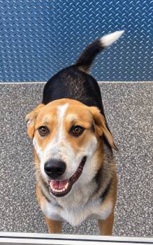 Ruger -  Husky and German Shepherd Dog Dog for Adoption in White Cloud, Michigan - Ruger | PetCurious