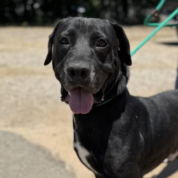 Asian Zing -  Labrador Retriever and Mastiff Dog for Adoption in Columbia, South Carolina - Asian Zing | PetCurious