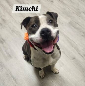 Kimchi -  Pit Bull Terrier Dog for Adoption in Mansfield, Ohio - Kimchi | PetCurious
