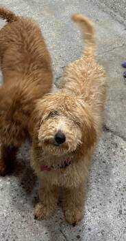 Rescue Goldendoodle Dogs for Adoption in Thousand Oaks, California - Cate Fetchett | PetCurious