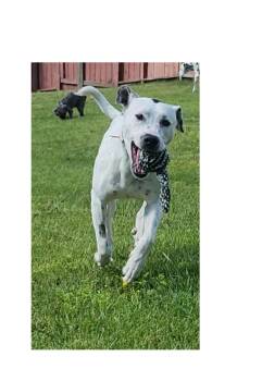 Penny -  Dalmatian Dog for Adoption in Lake Geneva, Wisconsin - Penny | PetCurious