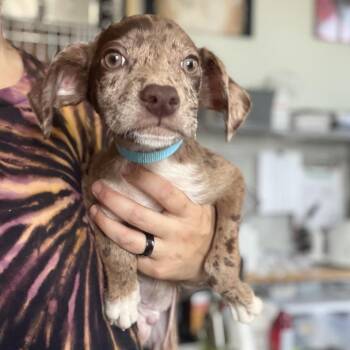 Jagger -  Black Labrador Retriever and Catahoula Leopard Dog Dog for Adoption in New Orleans, Louisiana - Jagger | PetCurious