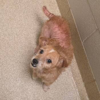 Cutie Pie -  Terrier Dog for Adoption in Bristol, Indiana - Cutie Pie | PetCurious
