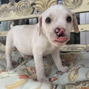 Labrador Retriever Dogs Available for Adoption - Biscuit | PetCurious