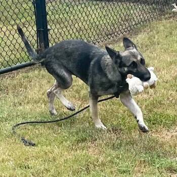 Scratches -  Shepherd Dog for Adoption in Springdale, Arkansas - Scratches | PetCurious