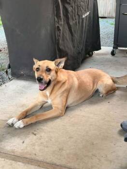 Sasha -  Shepherd Dog for Adoption in Clinton, Washington - Sasha | PetCurious