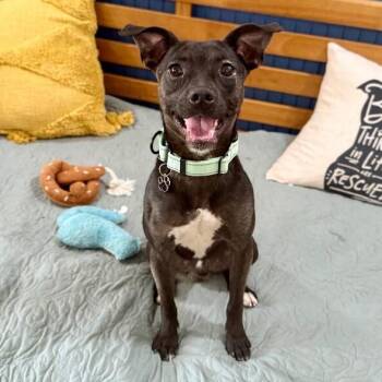 Pit Bull Terrier and Miniature Pinscher Dogs Available for Adoption - Echo Bean The Tiny Lap Donut  | PetCurious