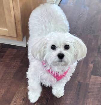 Poodle and Terrier Dogs Available for Adoption in Rootstown, Ohio - Angel Baby-Special Needs Senior | PetCurious