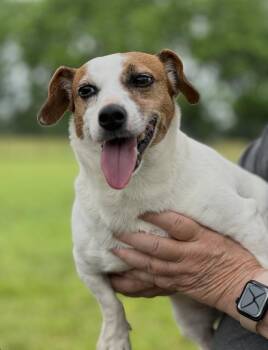 Sally -  Jack Russell Terrier Dog for Adoption in Chester Springs, Pennsylvania - Sally | PetCurious