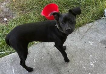 Starlito -  Labrador Retriever and Mixed Breed Dog for Adoption in Savannah, Georgia - Starlito | PetCurious