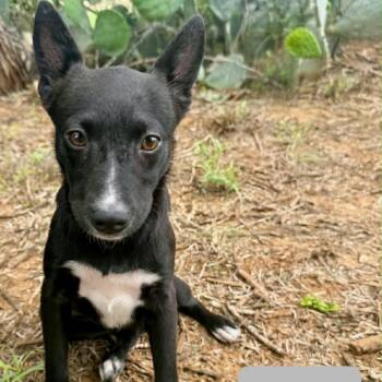 Desi -  Cardigan Welsh Corgi and Mixed Breed Dog for Adoption in Chaska, Minnesota - Desi | PetCurious