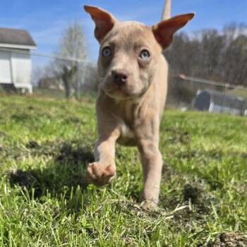 Plott Hound Dogs Available for Adoption in Limestone, Tennessee - Sandy | PetCurious