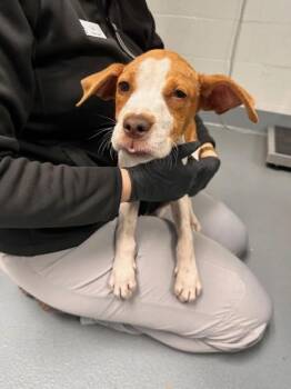 Mixed Breed Dogs Available for Adoption - Dragon - P | PetCurious