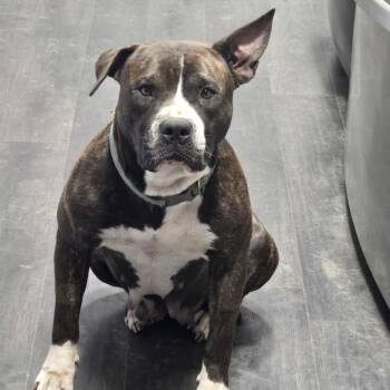 Mimi -  Mixed Breed Dog for Adoption in Houston, Texas - Mimi | PetCurious