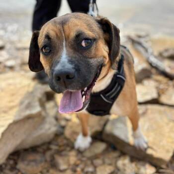 Mixed Breed Dogs Available for Adoption in Kokomo, Indiana - Bradley | PetCurious