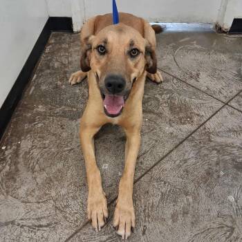 Rescue Anatolian Shepherd Dogs for Adoption in Roosevelt, Utah - Pedro | PetCurious