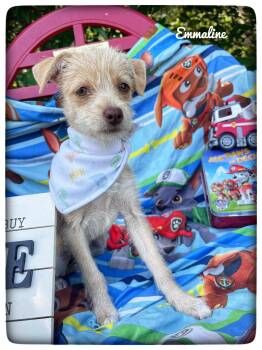 Miniature Schnauzer Dogs Available for Adoption in Sebring, Florida - Emmaline | PetCurious