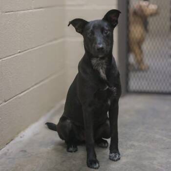 Black Labrador Retriever Dogs Available for Adoption in Madisonville, Kentucky - Leena | PetCurious