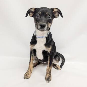 843 (2026) Mario -  Shepherd and Mixed Breed Dog for Adoption in Parker, Colorado - 843 (2026) Mario | PetCurious
