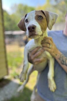Hound Dogs Available for Adoption in Manchester, Tennessee - Andy | PetCurious