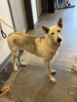 BILLY -  Siberian Husky and Mixed Breed Dog for Adoption in Ontario, California - BILLY | PetCurious