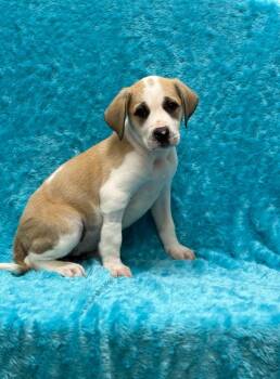 Pit Bull Terrier Dogs Available for Adoption in Little Elm, Texas - Sally | PetCurious