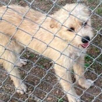 Meadow -  Irish Terrier Dog for Adoption in Calverton, New York - Meadow | PetCurious