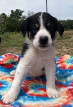 Turnip -  Cattle Dog Dog Available for Adoption in Temple, Texas - Turnip | PetCurious