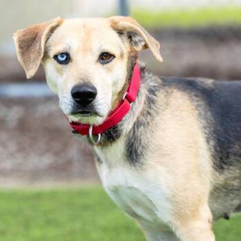 Beagle and German Shepherd Dog Dogs Available for Adoption - MOLLY | PetCurious