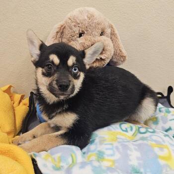 Truffle - City of Industry Location -  Husky and French Bulldog Dog for Adoption in Chino Hills, California - Truffle - City Of Industry Location | PetCurious