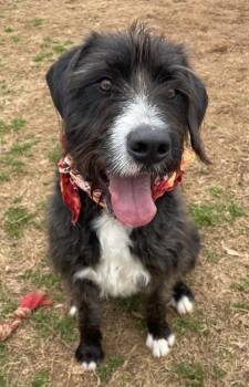 Labrador Retriever and Standard Poodle Dogs Available for Adoption - Ollie $85 Fostered | PetCurious