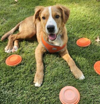 Crockett -  Golden Retriever Dog for Adoption in Mcdonough, Georgia - Crockett | PetCurious