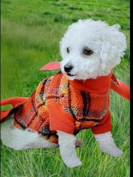 Jax  (King} -  Bichon Frise Dog for Adoption in Spring, Texas - Jax  (King} | PetCurious