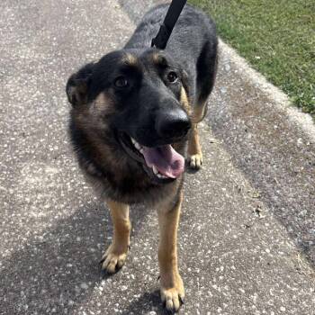 Rescue German Shepherd Dog Dogs for Adoption in Tulsa, Oklahoma - Gracie | PetCurious
