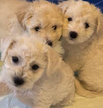 Goldendoodle and Miniature Poodle Dogs Available for Adoption - Arlo, Alvin And Alec | PetCurious