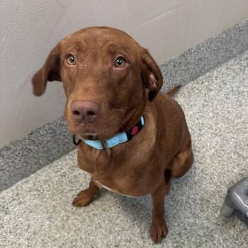 Hound Dogs Available for Adoption in Manassas, Virginia - Hazel (ID 51175/1325) | PetCurious
