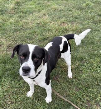 Pit Bull Terrier Dogs Available for Adoption - Borus | PetCurious