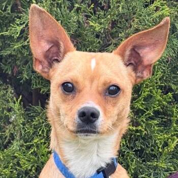 Pico -  Chihuahua Dog Available for Adoption in Tacoma, Washington - Pico | PetCurious