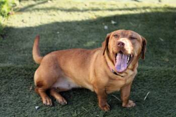 Beagle Dogs Available for Adoption in Evansville, Indiana - Sweet Honey | PetCurious